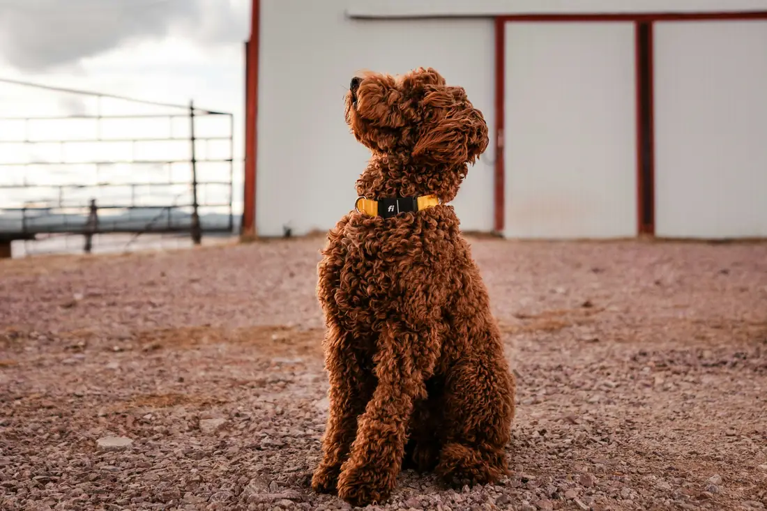 Adult red Goldendoodle wearing a GPS collar outdoors