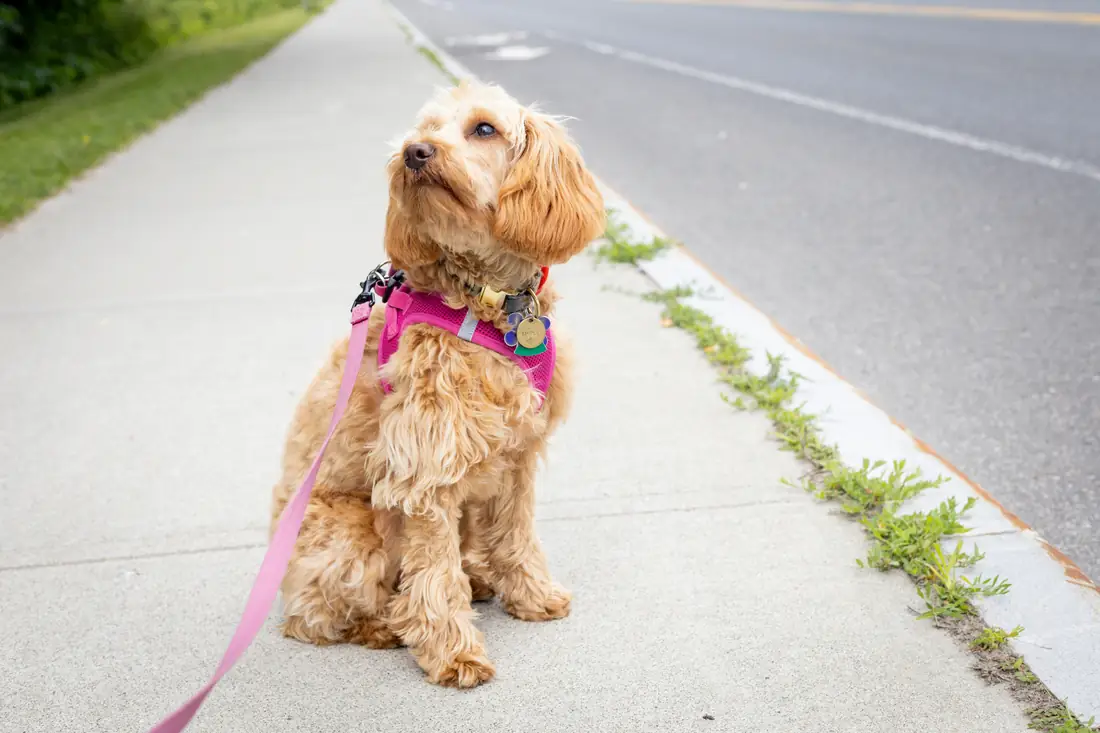 Young apricot Goldendoodle sitting on a sidewalk in a pink harness