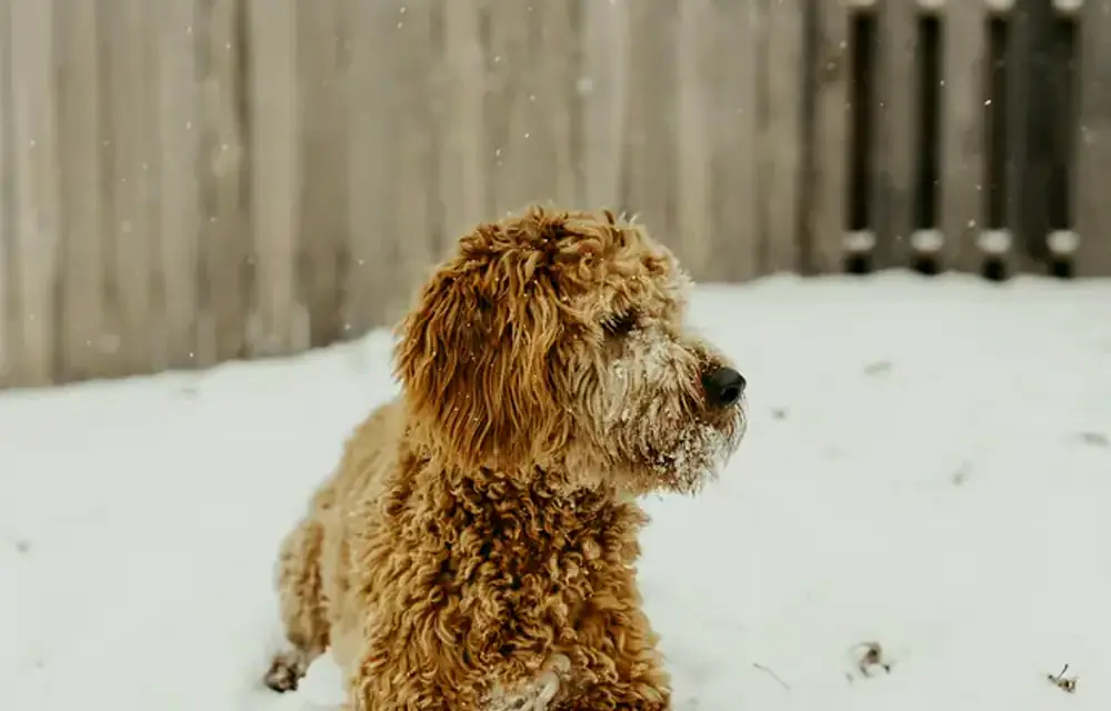 F1B Goldendoodle walking in a park — Poodle-heavy backcross with Addison’s and PRA risk