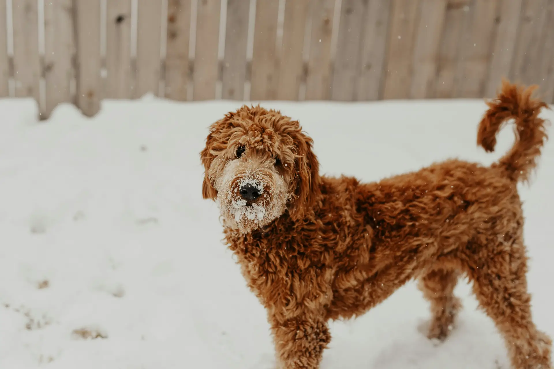 Mini vs Standard Goldendoodle Insurance Cost: Premiums, Risks & Best Plan Structure — Goldendoodle health and pet insurance guide