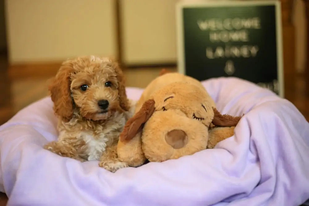 Young apricot Goldendoodle puppy resting in a soft bed beside a plush toy