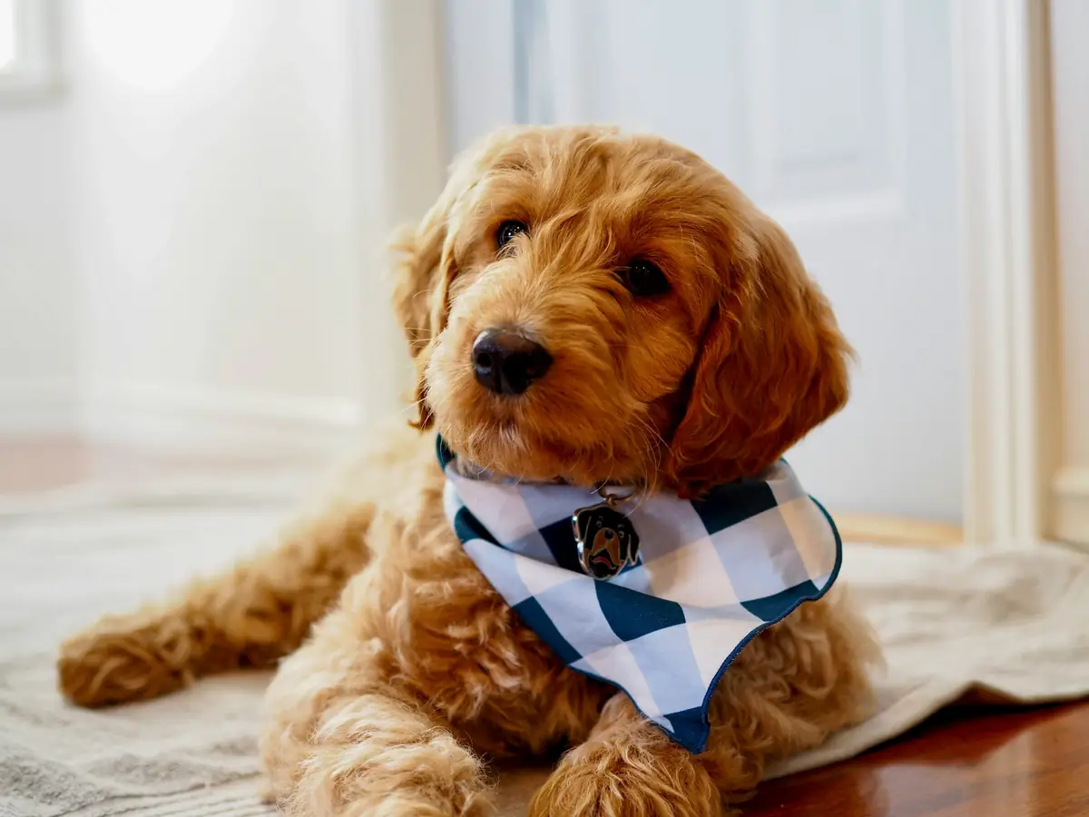 Apricot Goldendoodle puppy wearing a checked bandana resting on a rug at home