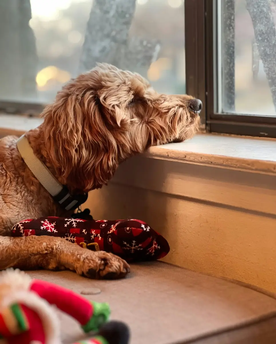 Mini Goldendoodle with floppy ears looking out a window — floppy ear anatomy is the primary cause of chronic Goldendoodle ear infections