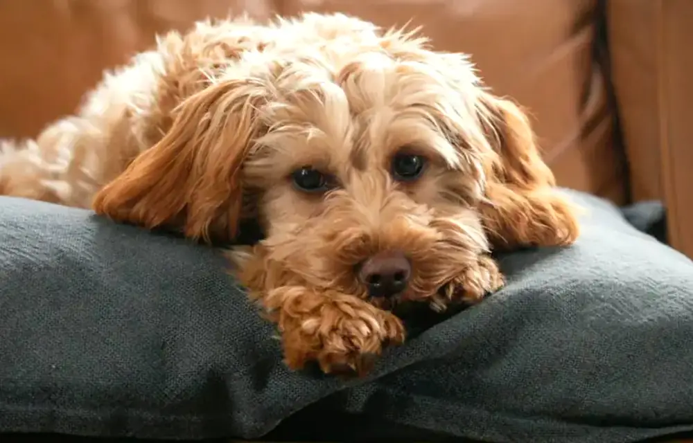 F2 Goldendoodle with a family, illustrating the wide genetic variability of second-generation doodles