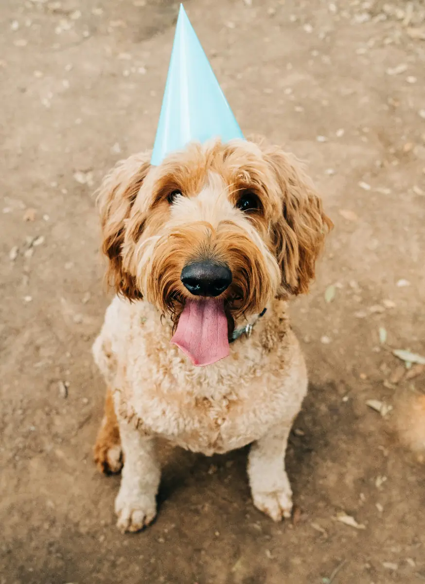 Adult Goldendoodle celebrating a birthday with a party hat — the 12-to-15-year lifetime cost of owning a Goldendoodle typically reaches $32,000 to $40,000