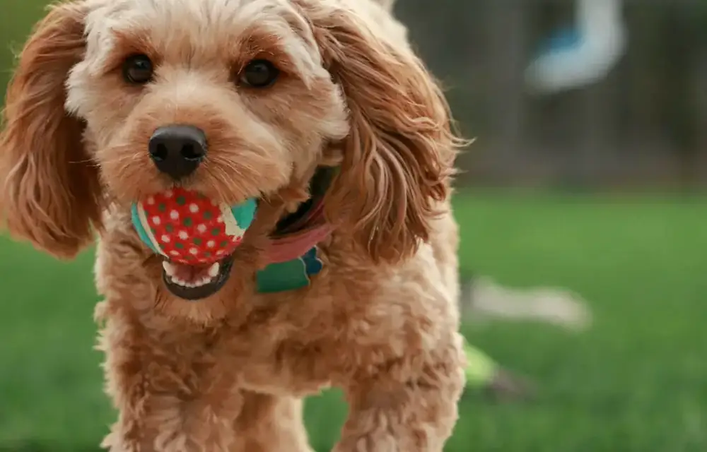 Active F1 Goldendoodle running outdoors, illustrating orthopedic injury risk covered by pet insurance