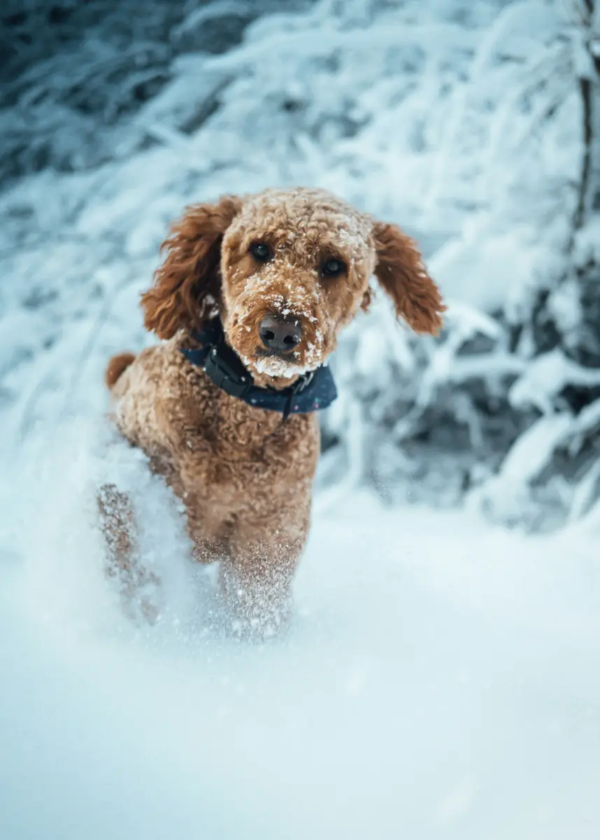 F1 Goldendoodle running through fresh snow — F1 Goldendoodles inherit the outgoing, athletic Golden Retriever temperament with wavy, weather-tolerant coats