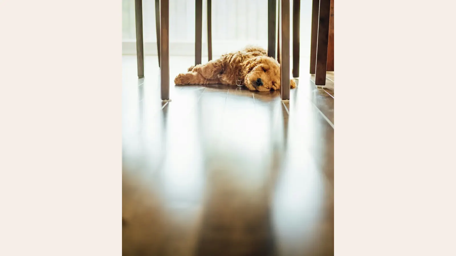 Goldendoodle Health Issues: The Complete List Every Owner Should Know — Goldendoodle health and pet insurance guide