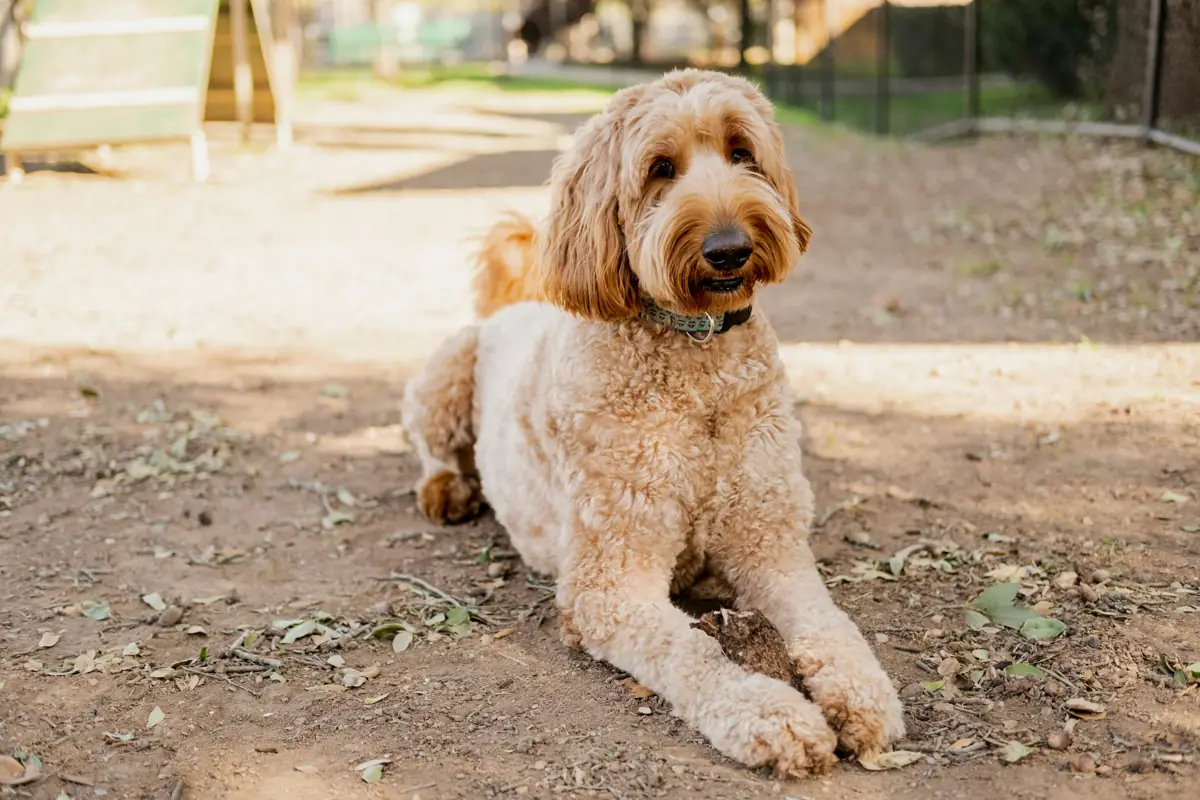 Healthy adult Goldendoodle resting at a sunny park — illustrating breed-specific health conditions covered by pet insurance