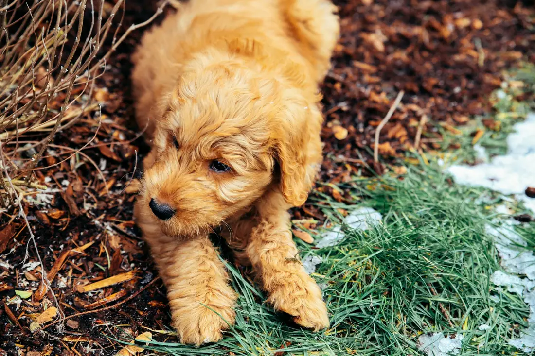 Apricot Goldendoodle puppy exploring a garden — the ideal age to enroll in pet insurance
