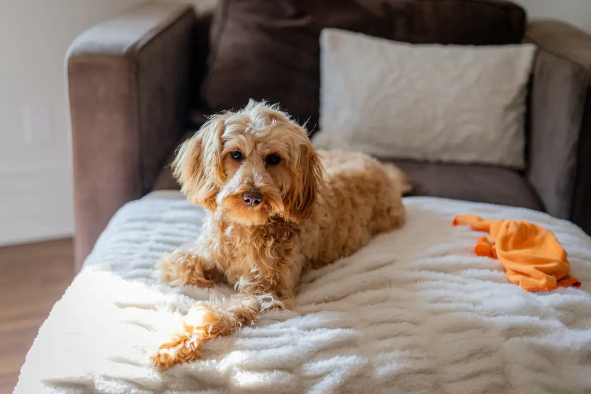 Adult apricot Goldendoodle resting on a blanket-covered couch beside a chew toy
