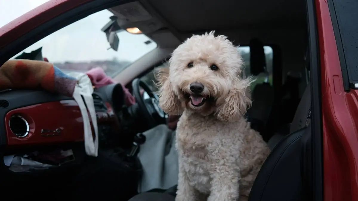 Goldendoodle ACL (Cruciate Ligament) Tear: Surgery Options, Costs & Recovery — Goldendoodle health and pet insurance guide