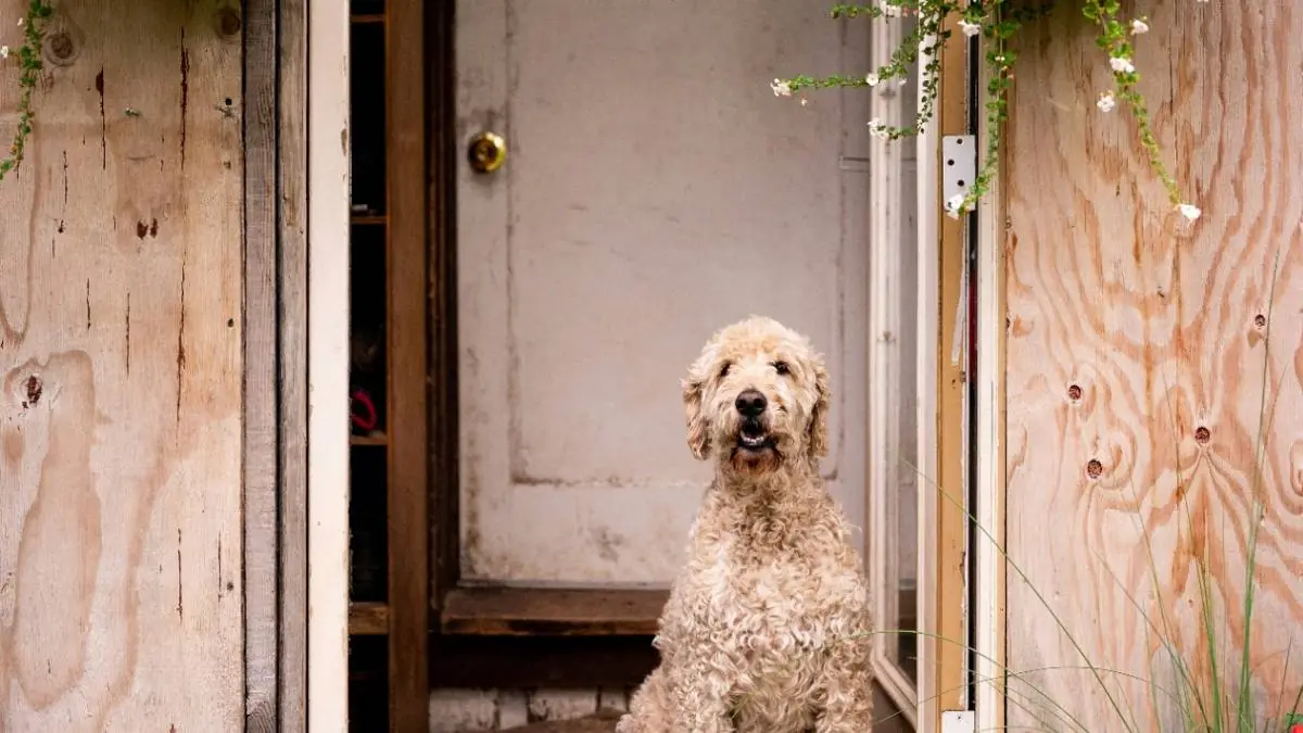 Addison's Disease in Goldendoodles: Costs, Symptoms & Insurance Coverage
