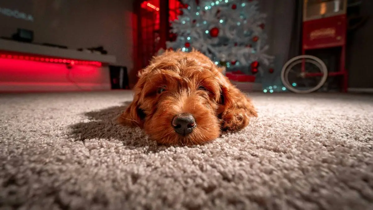 Best Pet Insurance for Goldendoodles with Allergies: Coverage That Actually Pays — Goldendoodle health and pet insurance guide