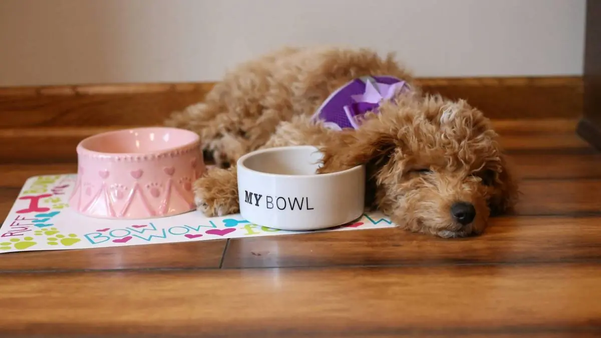 The Best Age to Insure Your Goldendoodle Puppy (And Why It Matters)