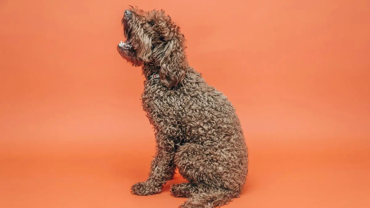 Goldendoodle Bloat (GDV): Warning Signs, Emergency Costs & Prevention — Goldendoodle health and pet insurance guide