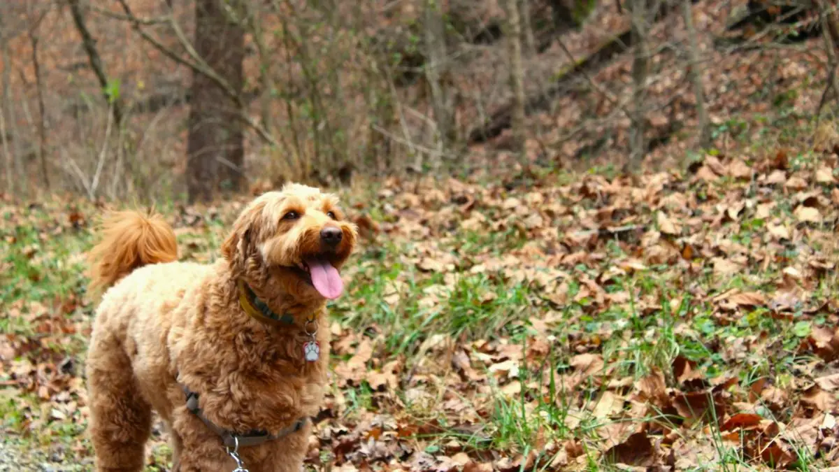 Comparing Pet Insurance Providers for Goldendoodles: What to Look For (2026) — Goldendoodle health and pet insurance guide