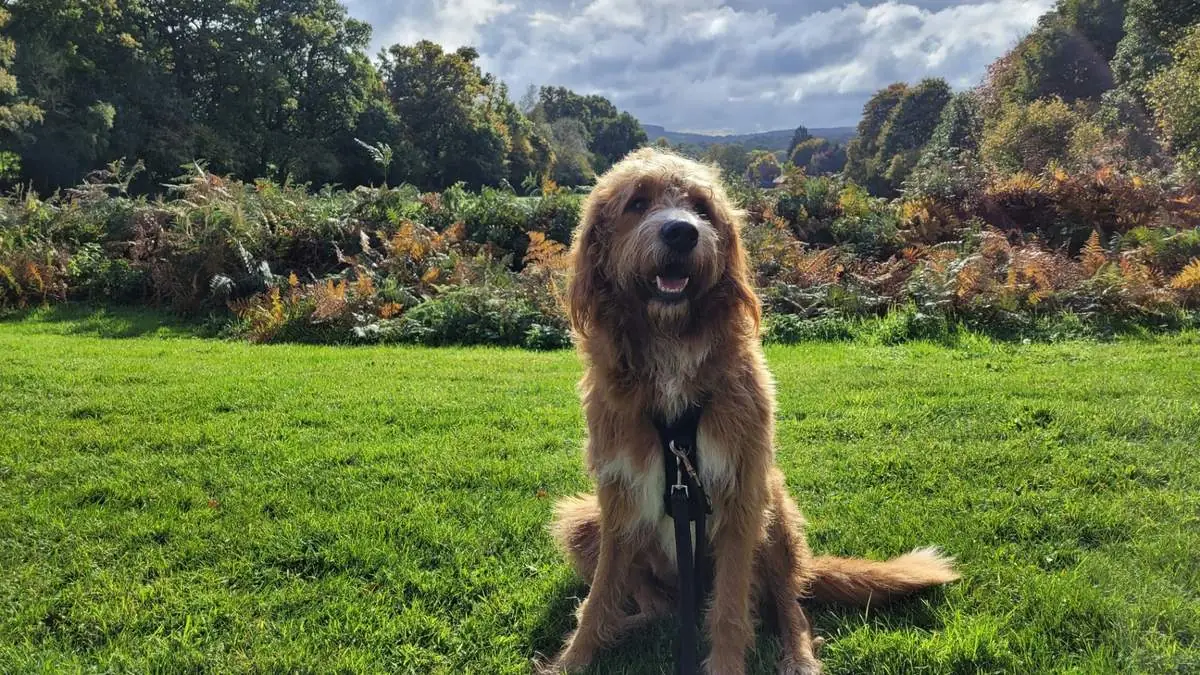 Why Are Goldendoodles Prone to Ear Infections? Costs, Swimming & Prevention — Goldendoodle health and pet insurance guide