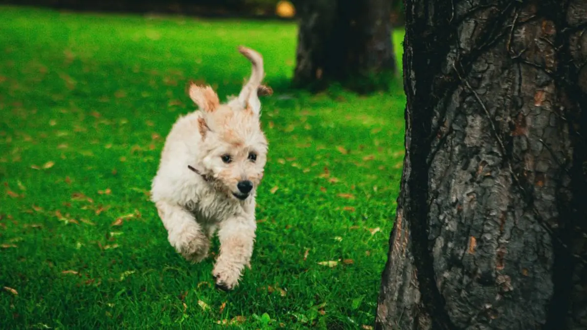 Goldendoodle Emergency Vet Costs: What to Expect & How Insurance Helps — Goldendoodle health and pet insurance guide