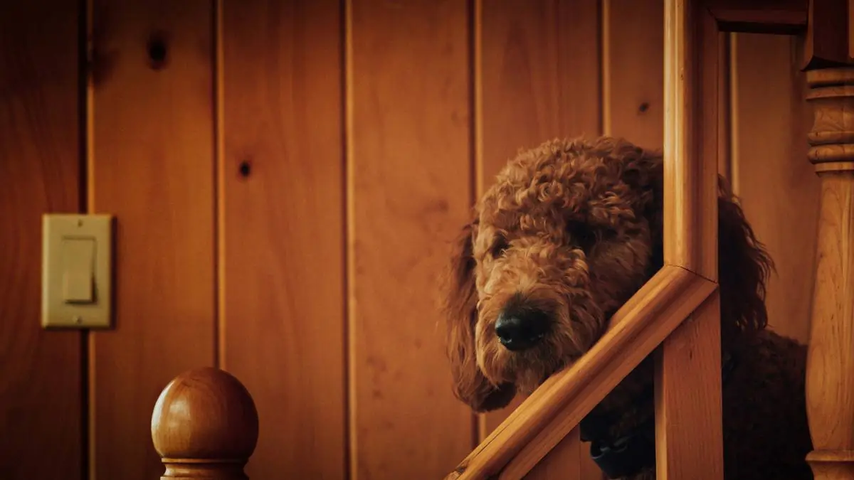 How to File a Pet Insurance Claim for Your Goldendoodle (Step-by-Step) — Goldendoodle health and pet insurance guide