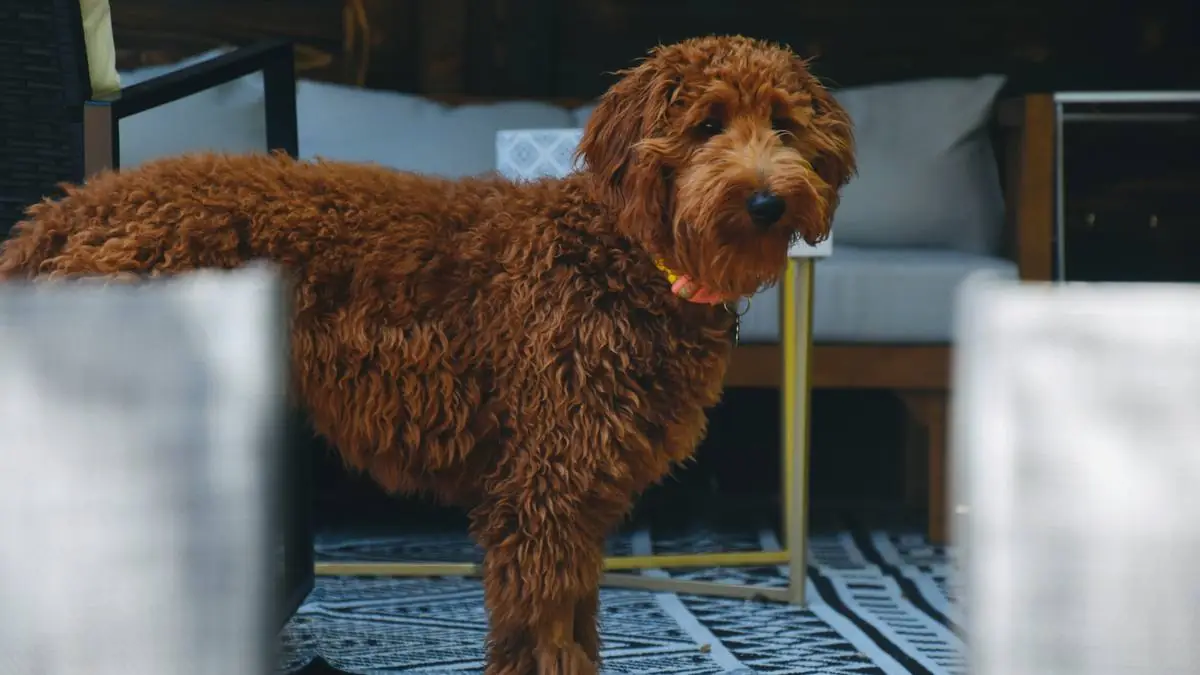 Goldendoodle Generations Explained: F1 vs. F1B vs. F2 vs. Multigen — Goldendoodle health and pet insurance guide
