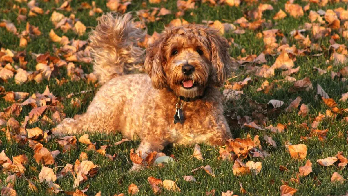 Goldendoodle Grooming Costs: Complete Breakdown & How to Save — Goldendoodle health and pet insurance guide