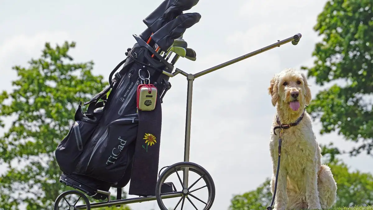Do Goldendoodles Need Heartworm Prevention? Costs, Risks & Best Products — Goldendoodle health and pet insurance guide