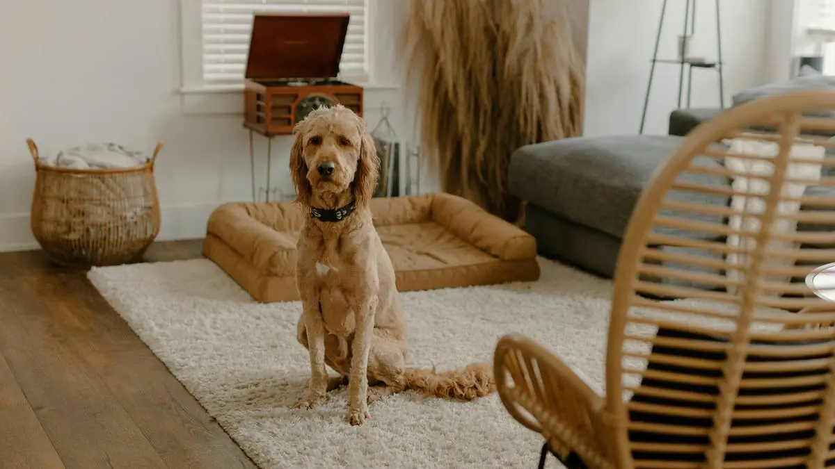 Hip Dysplasia in Goldendoodles: What Your Insurance Should Cover