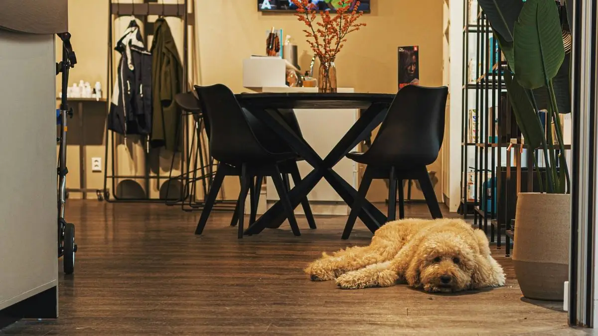 Are Goldendoodles Hypoallergenic? Allergy Costs & What Insurance Covers — Goldendoodle health and pet insurance guide