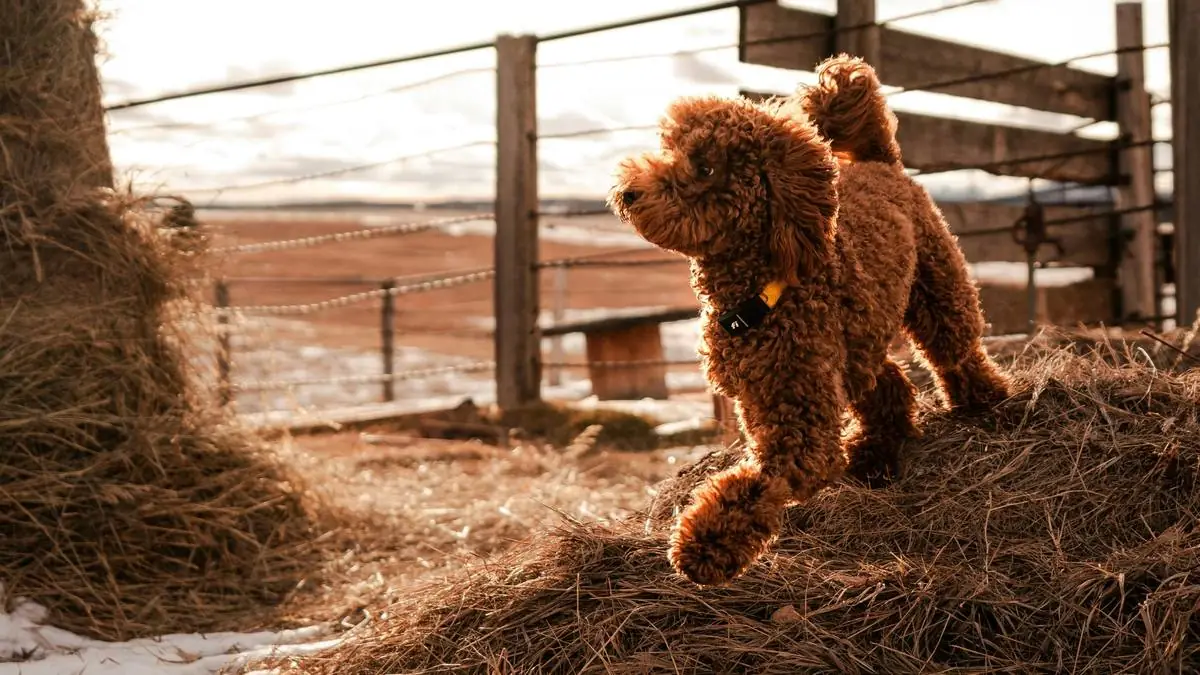 Goldendoodle Hypothyroidism: Symptoms, Treatment Costs & Long-Term Management — Goldendoodle health and pet insurance guide