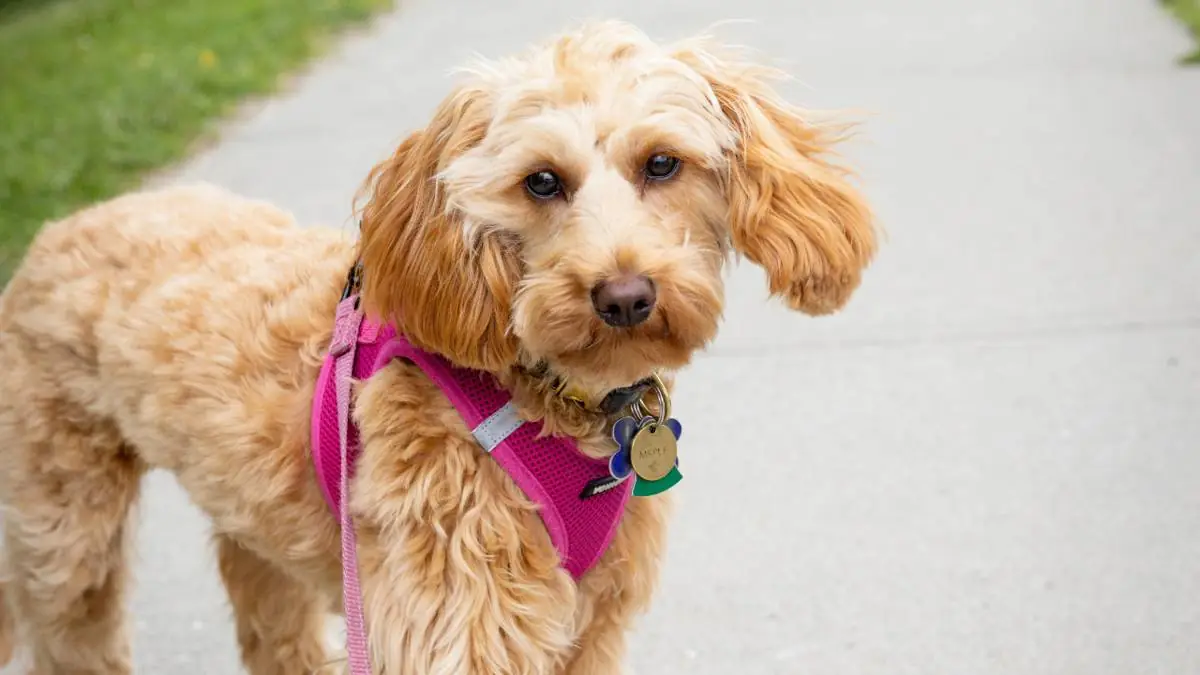 How Your Goldendoodle's Size Affects Insurance Costs (Mini vs. Medium vs. Standard)