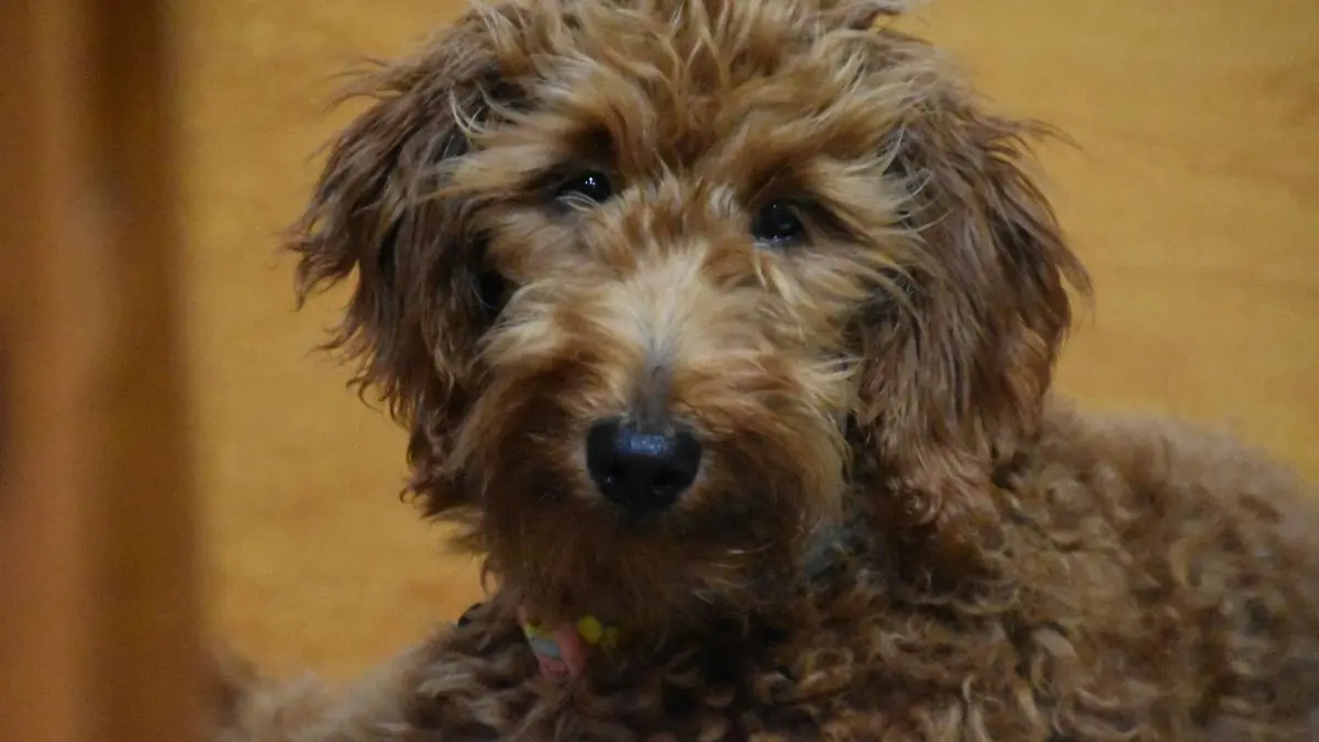 Goldendoodle Luxating Patella: Surgery Costs, Recovery & Insurance Coverage — Goldendoodle health and pet insurance guide