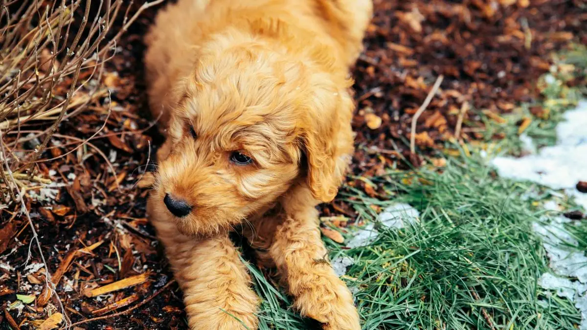 Goldendoodle Breeding Costs: Pregnancy, Whelping & Health Testing Expenses — Goldendoodle health and pet insurance guide
