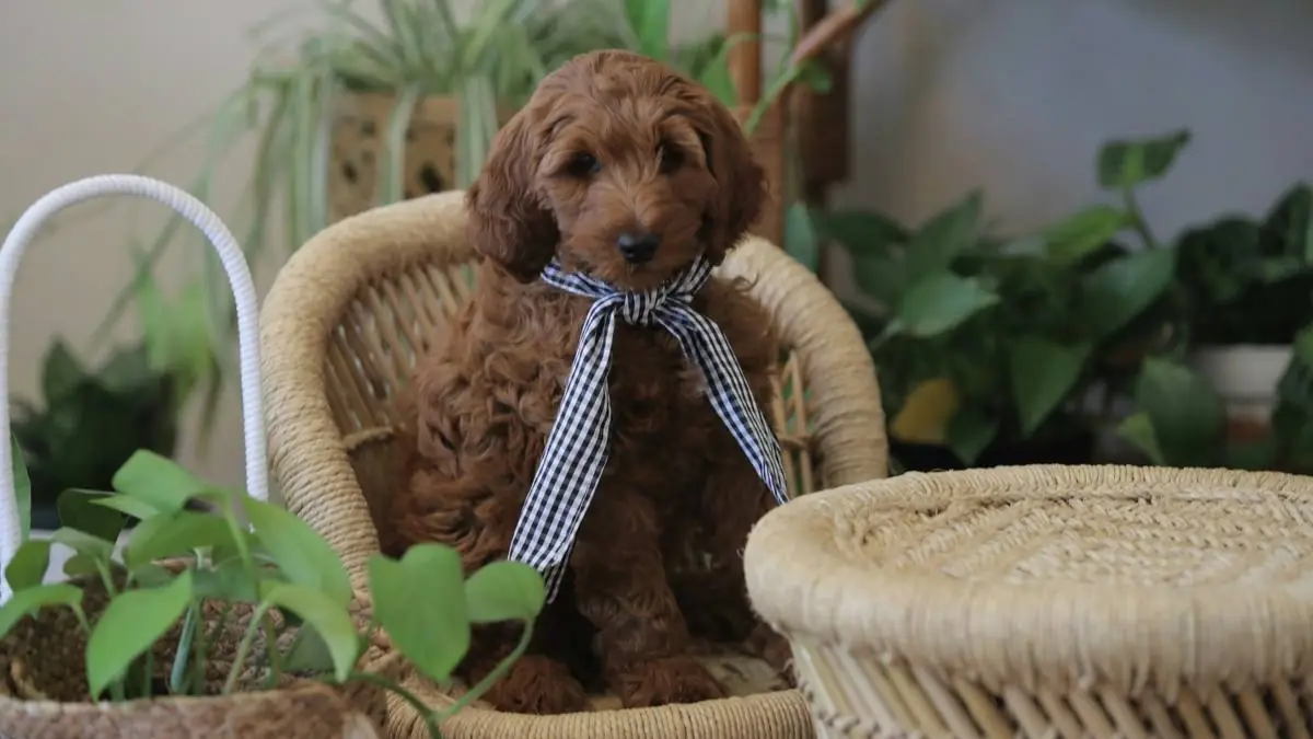How to Find a Reputable Goldendoodle Breeder (Red Flags to Avoid) — Goldendoodle health and pet insurance guide
