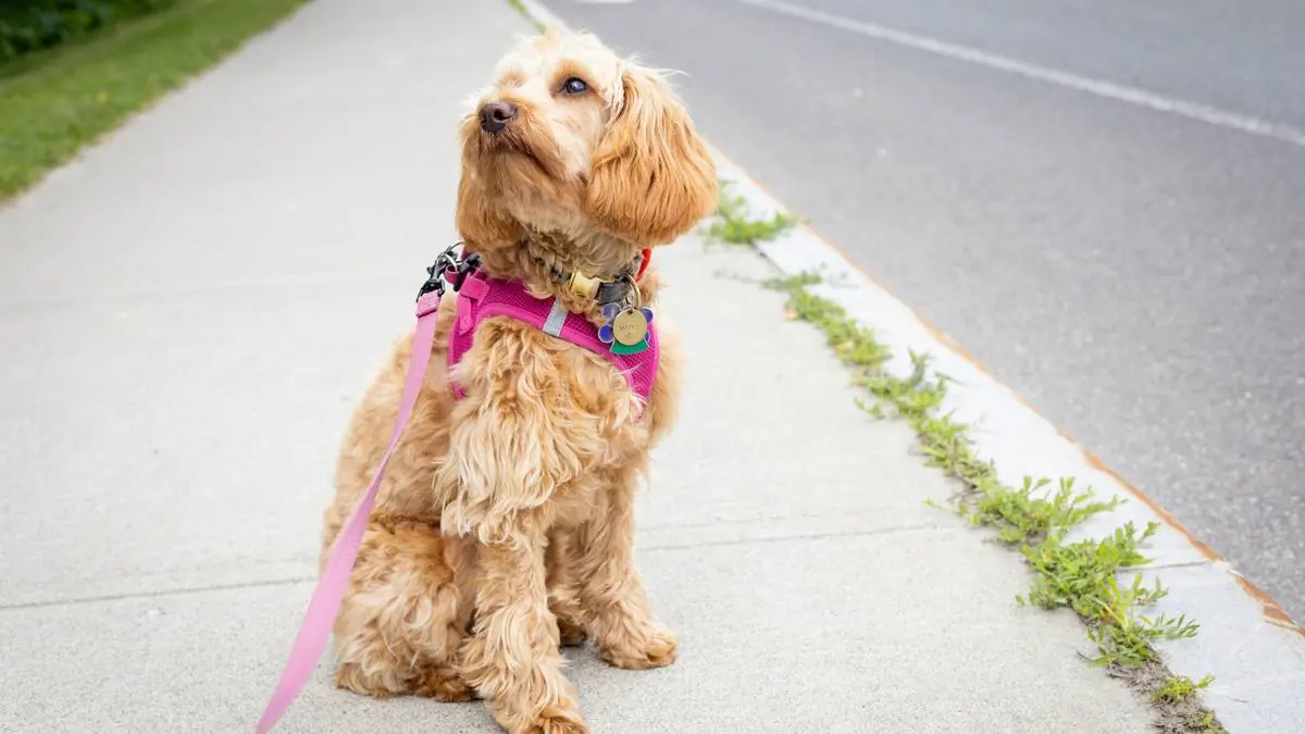 Adopting a Rescue Goldendoodle? Health Risks, Insurance Options & What to Know — Goldendoodle health and pet insurance guide