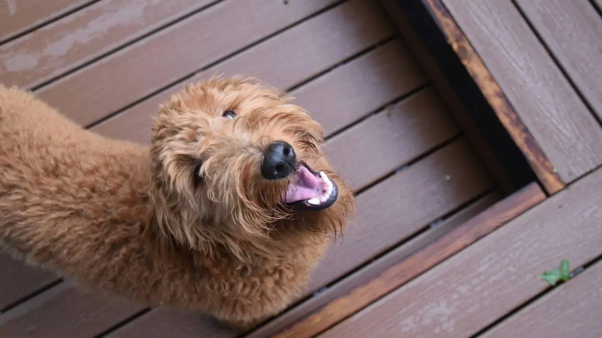 Goldendoodle Hot Spots & Skin Infections: Causes, Treatment Costs & Prevention — Goldendoodle health and pet insurance guide