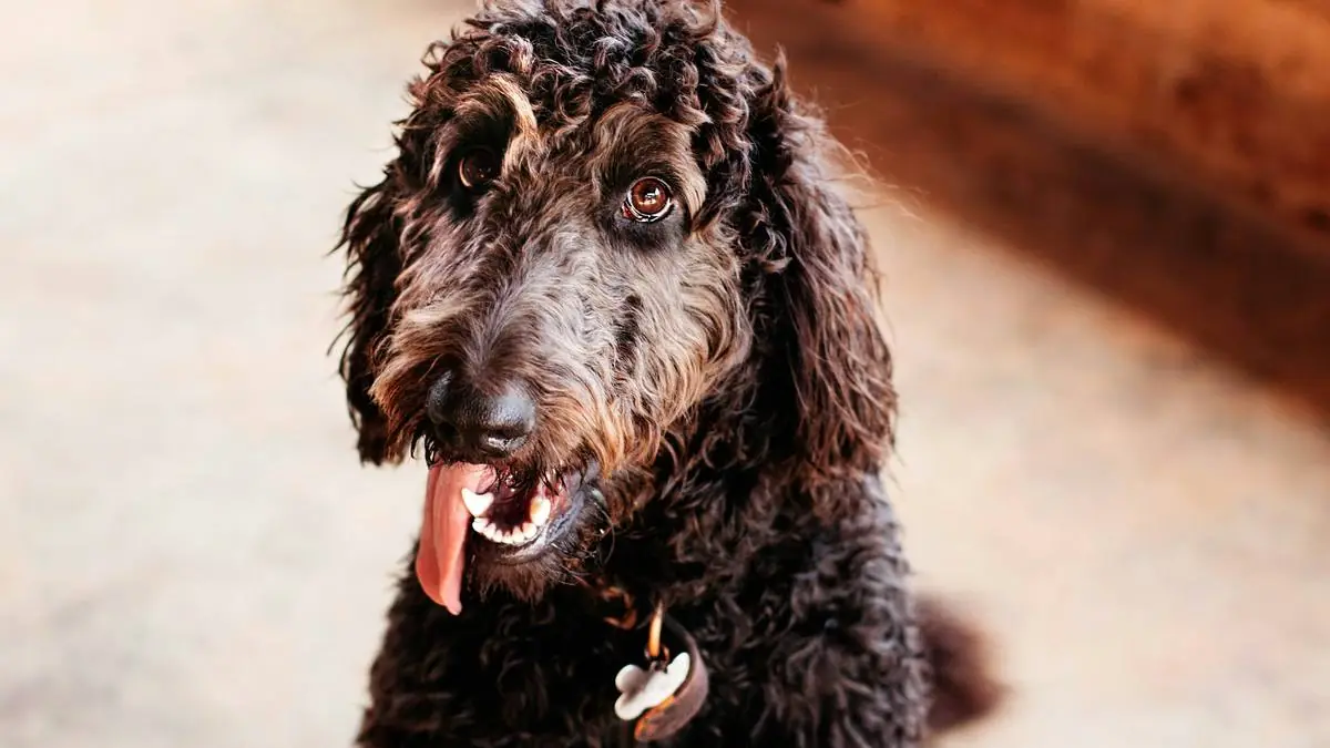How Much Does a Goldendoodle Cost? Total First-Year & Lifetime Expenses — Goldendoodle health and pet insurance guide