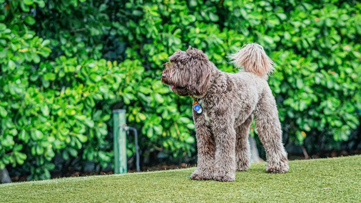 Goldendoodle vs Labradoodle: Health Risks, Insurance Costs & Which Breed Needs More Coverage — Goldendoodle health and pet insurance guide