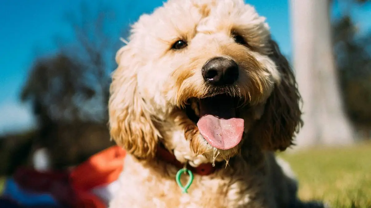 Pet Insurance Waiting Periods for Goldendoodles: What You Need to Know — Goldendoodle health and pet insurance guide