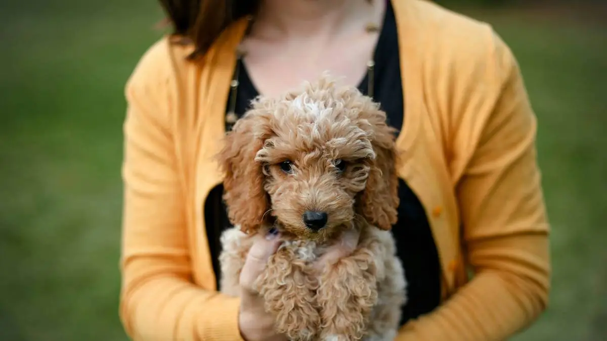 Goldendoodle Weight Chart by Age: Mini, Medium & Standard Growth Guide — Goldendoodle health and pet insurance guide
