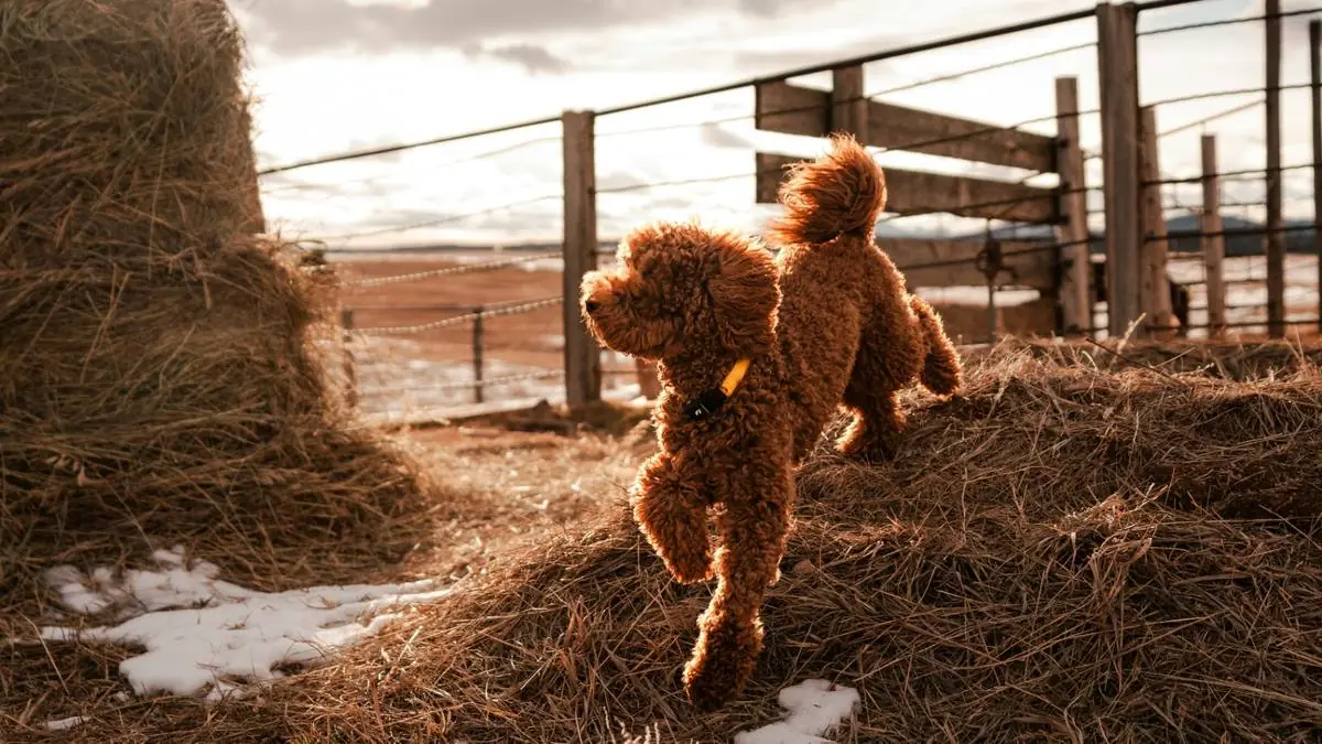 Pet Insurance Wellness Plans for Goldendoodles: Are Add-Ons Worth the Cost? — Goldendoodle health and pet insurance guide